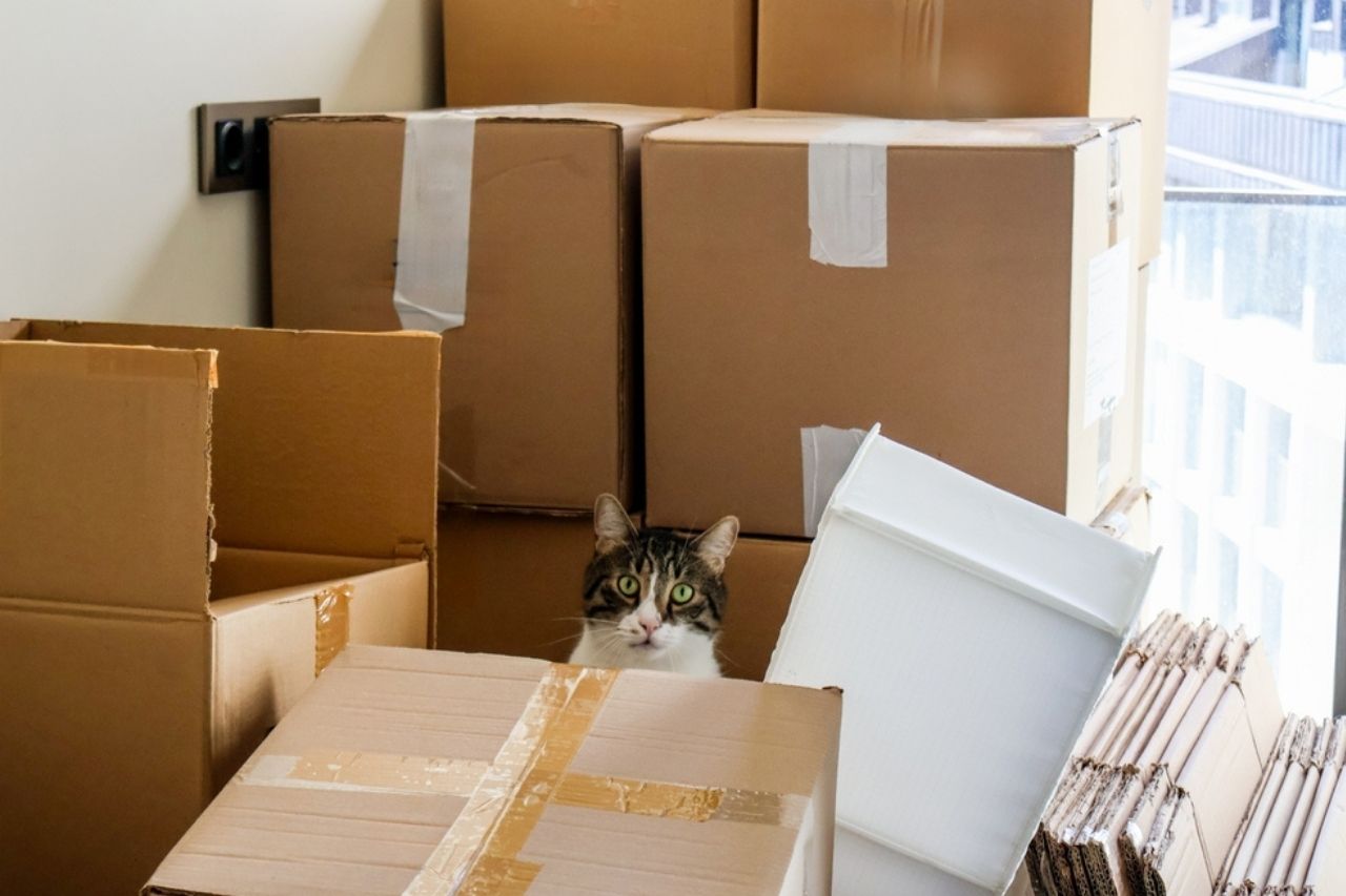 Affordable moving services in Los Angeles for first-time movers
