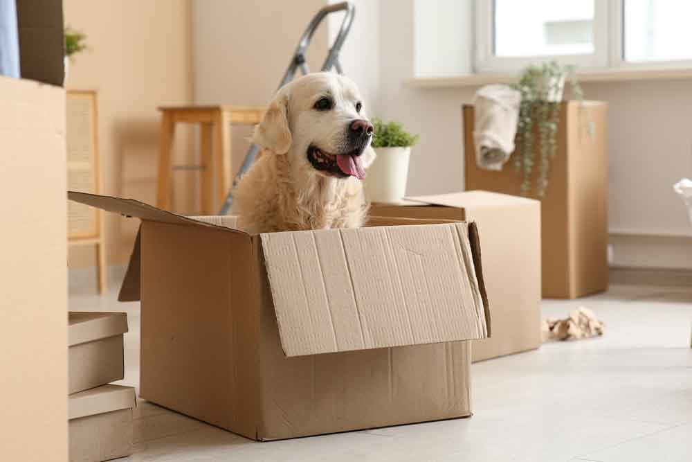  What if I am Unhappy with My Move?
